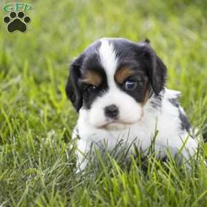 Leo, Cavalier King Charles Spaniel Puppy